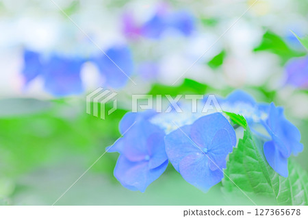 清新的初夏繡球花風景 127365678