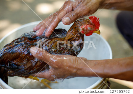 Rooster being washed by hands in white bucket outdoors Rooster being washed by hands in white bucket outdoors 127365762