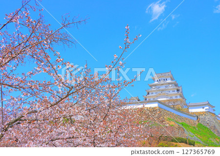 Cherry blossoms starting to bloom and Himeji Castle in Himeji, Hyogo Prefecture 127365769