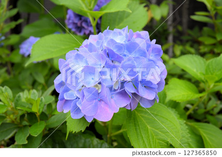 Blue hydrangea 127365850