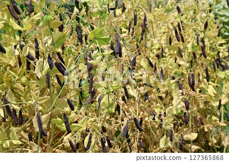 紫豌豆（豆科）圖坦卡蒙 127365868