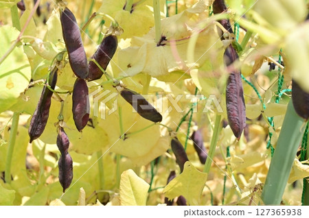 Purple pea (Fabaceae) Tutankhamun 127365938