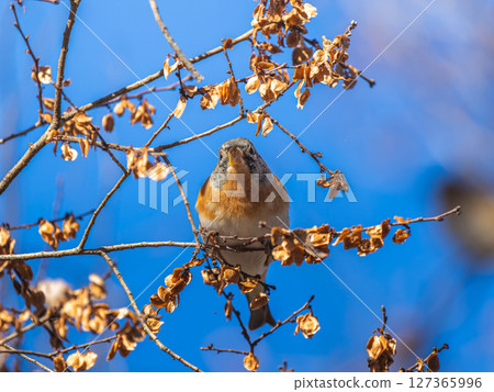 Brambling perched on a branch 127365996