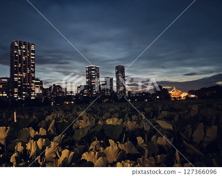 Evening view of lotus flowers on Shinobazu Pond and buildings 127366096