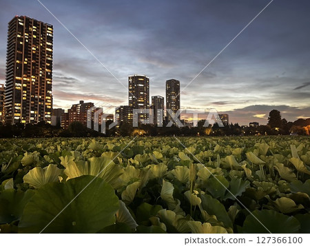 Evening view of lotus flowers on Shinobazu Pond and buildings 127366100