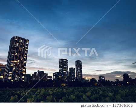 Evening view of lotus flowers on Shinobazu Pond and buildings 127366102