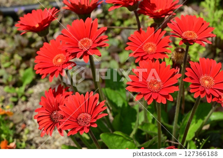 Gerbera (Opal) Asteraceae Gerbera (Opal) Asteraceae 127366188