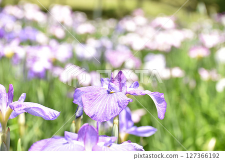 Bright purple irises Bright purple irises 127366192