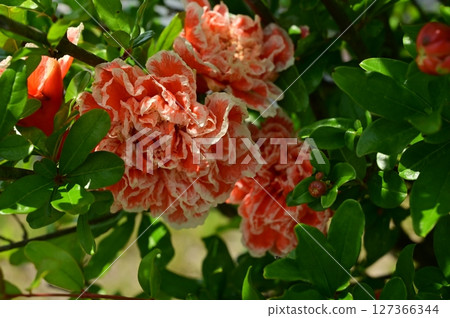 石榴（千屈菜科）石榴屬的花 127366344