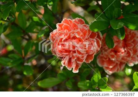 石榴（千屈菜科）石榴屬的花 127366397