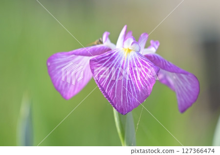 Beautiful purple irises Beautiful purple irises 127366474