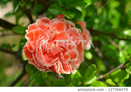 石榴（千屈菜科）石榴屬的花 127366478