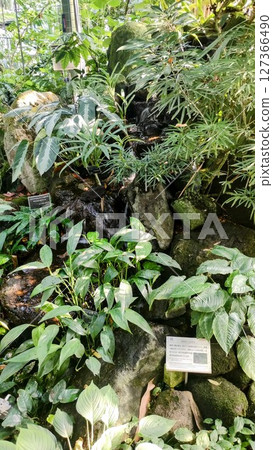 筑波植物園的裂隙蘭 127366490