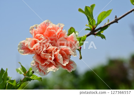 石榴（千屈菜科）石榴屬的花 127366557