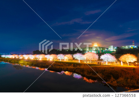 月光下的染井吉野櫻花燈 127366558