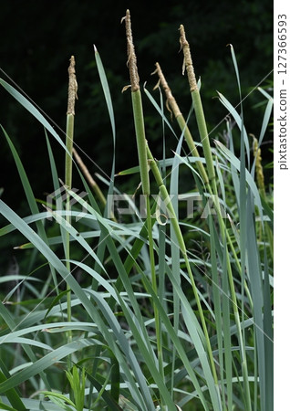 年輕的香蒲耳朵 127366593