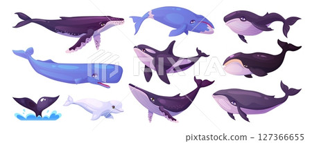Cartoon whales. Blue whale, humpback beluga killer bowhead orca cachalot underwater aquatic animal big fish sea ocean mammals marine under water giant swanky vector illustration Cartoon whales. Blue whale, humpback beluga killer bowhead orca cachalot underwater aquatic animal big fish sea ocean mammals marine under water giant swanky vector illustration 127366655