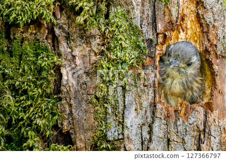 A Japanese Pygmy Woodpecker peeking out of its burrow / Copy Space 127366797