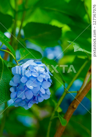 Blue hydrangea with drops of water Blue hydrangea with drops of water 127367076
