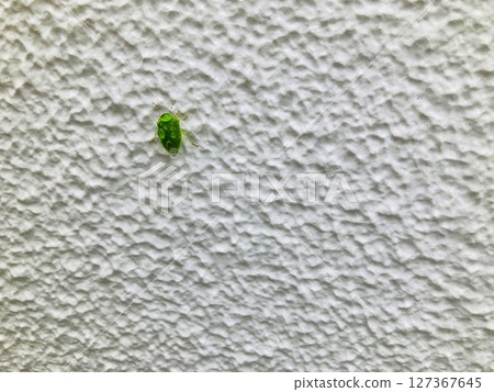 Shiny green stink bug with water droplets 127367645