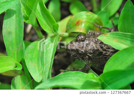 沼澤蛙從水生植物間探出頭來 沼澤蛙從水生植物間探出頭來 127367667