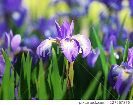 Iris in full bloom Iris in full bloom 127367876