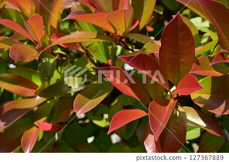 紅男爵(薔薇科) 紅男爵(薔薇科) 127367889