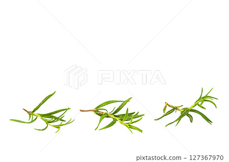 Three young cut sprigs of rosemary plant lie in row, isolated on transparent background with clipped path. Blank for artwork on theme of cooking, use of spices, medicinal herbs in national cuisines 127367970