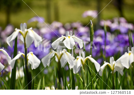 白花鳶尾 127368518