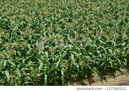Corn (Poaceae) field just before harvest Corn (Poaceae) field just before harvest 127368522