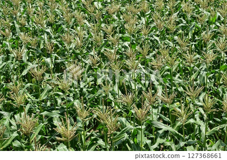 Corn (Poaceae) field just before harvest 127368661