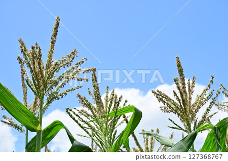 玉米（禾本科）花 127368767