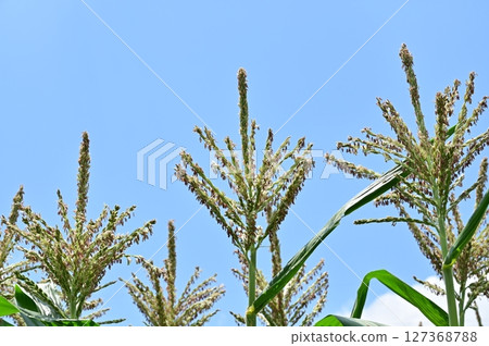 玉米（禾本科）花 127368788