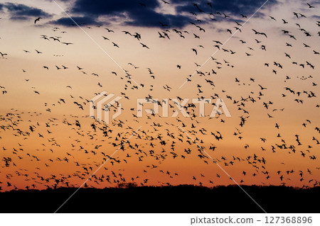 A flock of wild geese taking off from Miyajima-numa in Bibai (evening view) 127368896