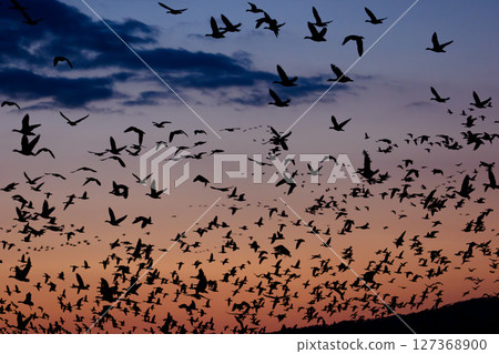 A flock of wild geese taking off from Miyajima-numa in Bibai (evening view) 127368900