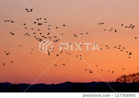 A flock of wild geese taking off from Miyajima-numa in Bibai (evening view) 127368905