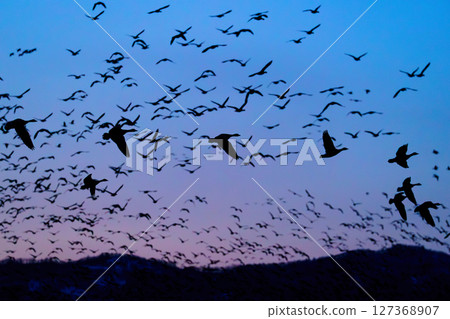 A flock of wild geese taking off from Miyajima-numa in Bibai (evening view) 127368907