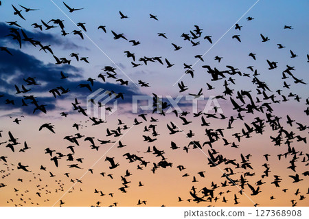 A flock of wild geese taking off from Miyajima-numa in Bibai (evening view) 127368908