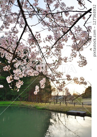Omineyama Sakura Park (Niigata Prefecture) 127368932