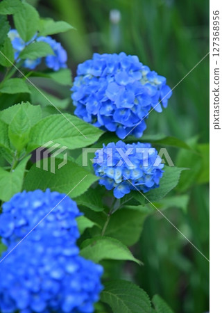 Blue hydrangea Blue hydrangea 127368956