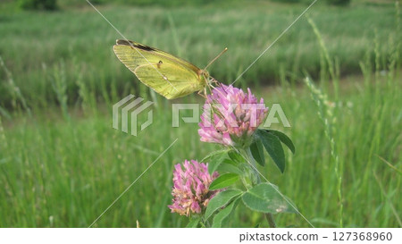 A common yellow butterfly sucks nectar from red clover on the left bank of the Koyama River downstream of the Shinjobu Bridge (June 14, 2013) A common yellow butterfly sucks nectar from red clover on the left bank of the Koyama River downstream of the Shinjobu Bridge (June 14, 2013) 127368960