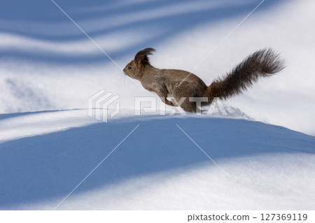 A Hokkaido squirrel running on the snow (winter in Hokkaido) A Hokkaido squirrel running on the snow (winter in Hokkaido) 127369119