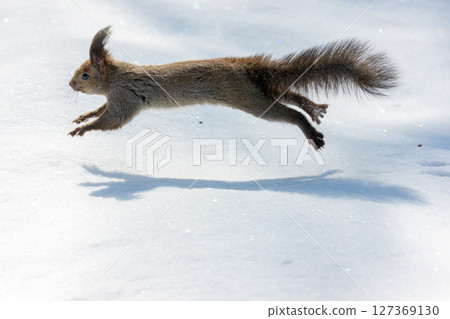 A Hokkaido squirrel running on the snow (winter in Hokkaido) A Hokkaido squirrel running on the snow (winter in Hokkaido) 127369130