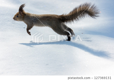A Hokkaido squirrel running on the snow (winter in Hokkaido) A Hokkaido squirrel running on the snow (winter in Hokkaido) 127369131