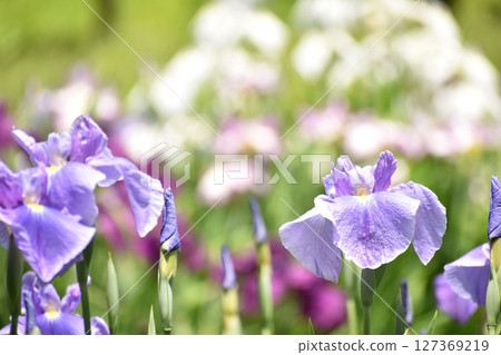 淺紫色的花碗 127369219