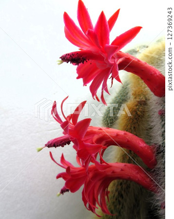 彩漆花 彩漆花 127369243