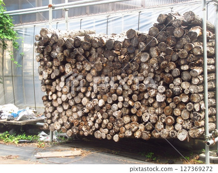 Log-cultivation 127369272