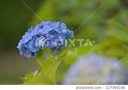藍色繡球花 127369280