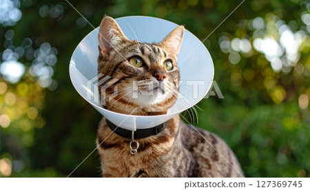 Cat with Elizabethan collar 2 127369745