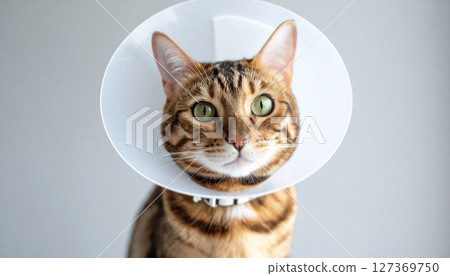 Cat wearing an Elizabethan collar 3 127369750